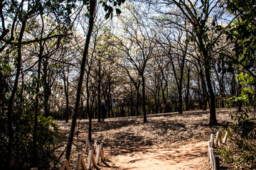 Ipes white tree flowering grove in the municipality of Marilia