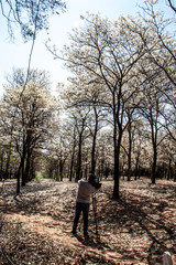 Obraz premium Ipes white tree flowering grove in the municipality of Marilia