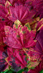 Vibrant fall color in a maple leaf nature background, red, yellow, green, orange