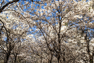 Ipes white tree flowering with selective focus in the municipality of Marilia