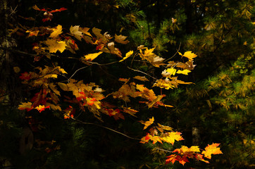 Bright Yellow and Red Maple Leaves Against a Background of Green 18541