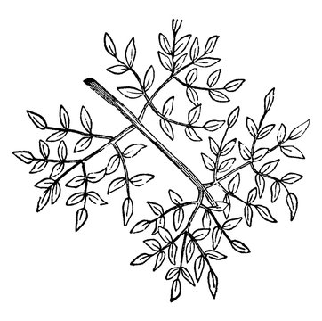 Tripinnate vintage illustration.