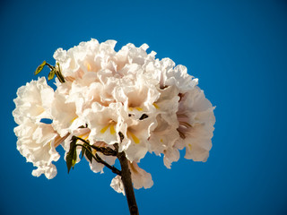 Ipes white tree flowering on street in the municipality of Marilia