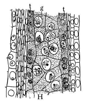Microspore Anther Lobe vintage illustration.