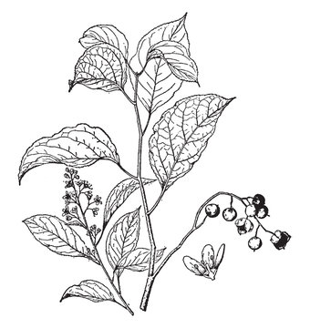 Celastrus Scandens vintage illustration.