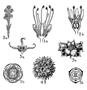 Orders Of Cunoniaceae, Bruniaceae, And Hamamelidaceae Vintage Illustration.