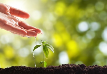 Hands of young beautiful couple holding little green plant