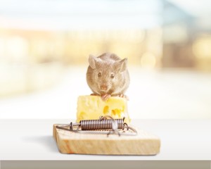 Mouse trap with cheese and mouse on