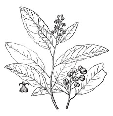 Croton Alabamensis vintage illustration. © Morphart