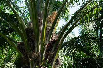 Obraz na płótnie Canvas African oil palm plantation in Thailand Elaeis guineensis or macaw-fat