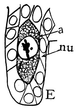 Megaspore Formation Stage 5 vintage illustration.