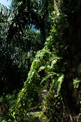 African oil palm plantation in Thailand Elaeis guineensis or macaw-fat