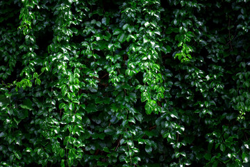 green leaves wall background