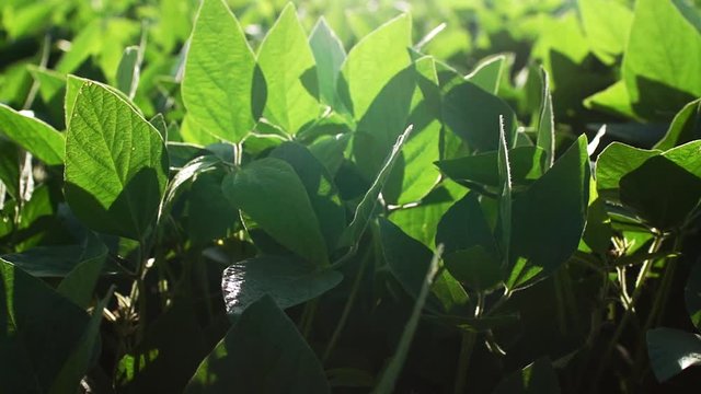 Planta de Soja
