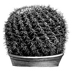 Malacocarpus Erinaceus vintage illustration. © Morphart