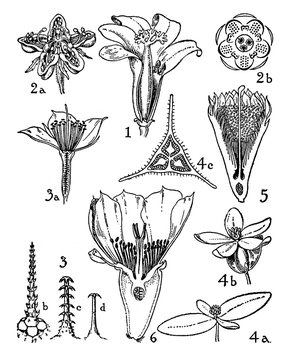 Orders of Caricaceae, Loasceae, Begoniaceae, and Cactaceae vintage illustration.