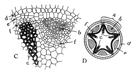 Radial Vascular Bundle vintage illustration.