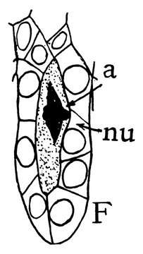Megaspore Formation Stage 6 vintage illustration.