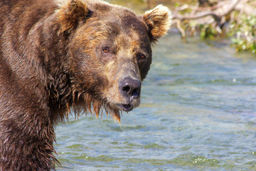 	 Grizzlybär fischt Lachse in Alaska Katmai National Park	