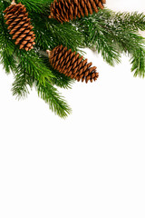 Isolate. Christmas or New Year background. A green branch of a fir tree with cones  lies on a white isolated background. Vertical photo