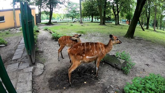 Two Sitatunga antelopes (Tragelaphus spekii) standing near a fence