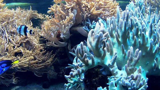 View on coral reef in aquarium with fish swimming around Four stripe damselfish Palette surgeonfish Pennant Coral Fish Bird wrasse Mimic Surgeonfish Pajama cardinalfish