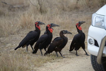 Southern Ground Hornbill