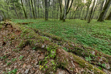 Beautiful view of tjhe original Bialowieza Forest, Poland