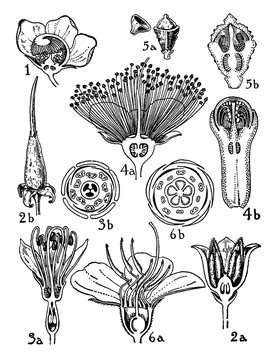 Orders, Lecythidaceae, Rhizophoraceae, Combretaceae, Myrtaceae, Melastomaceae, flowers vintage illustration.