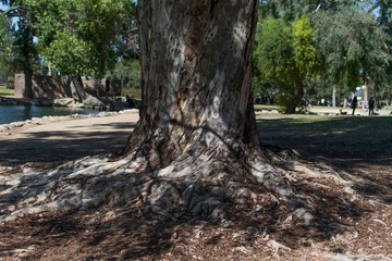 Tree root and trunk  at the park