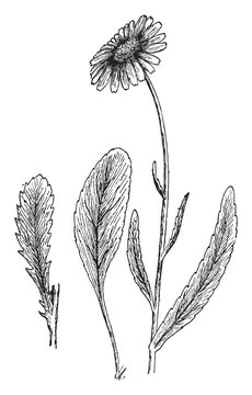 Chrysanthemum Maximum vintage illustration.