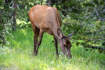 Deer in the forest eating grass