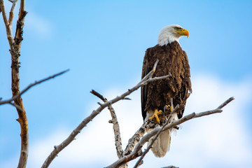 Bald Eagle in a tree in front of a blue sky at Camus Wildlife Refuge in Idaho in a tree