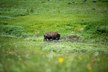 Naklejka na ściany i meble Bison in Field of Yellowstone