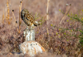 burrowing owl on a stump at Antelope Island state park in a meadow in the spring