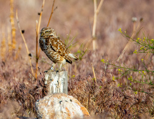 burrowing owl on a stump at Antelope Island state park in a meadow in the spring