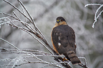 Sharp shinned Hawk on a frosty perch in Idaho in winter