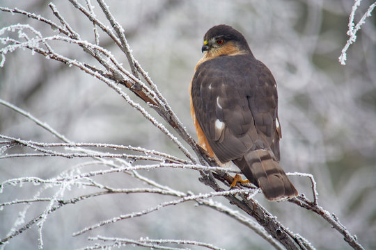 Sharp shinned Hawk on a frosty perch in Idaho in winter