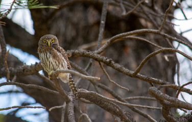 northern pigmy owl in Zion's National Park it a tree in summer