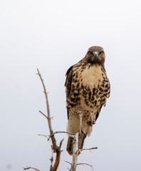 Northern Harrier on a branch in Cedar Breaks National Monument  in Utah in Autumn