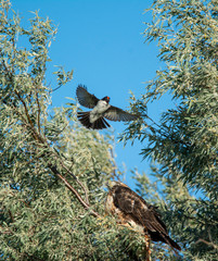 Eastern Kingbird attacking red tailed hawk in a tree at Market Lake Wildlife Refuge in Idaho during the summer