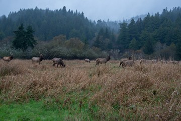 Naklejka premium Moose in the Forrest