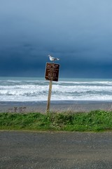 Seagull on the Road Sign