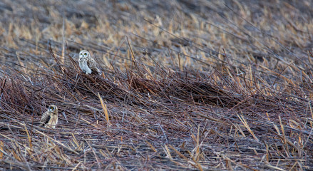 short eared owls in the reeds at Camus wildlife refuge in Idaho in the spring