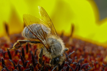 A Bee Gathering Pollen