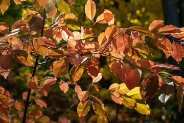 Fototapeta premium Autumn colors in deciduous forest.