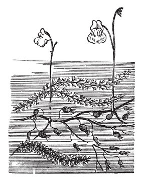 Bladderwort, carnivorous, plant, branches, flower vintage illustration.