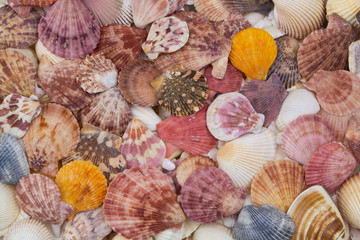 Many colorful seashells as background