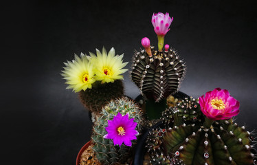 Many type Flowers and multicolors of mini cactus in little pots. Studio shot marble pattern background black tone.