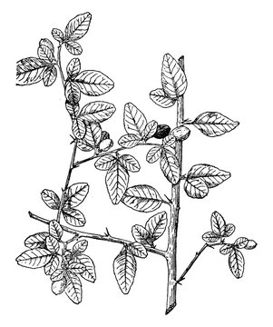 Triphasia, Trifolia, shrub, grow, excess, six, feet, featuring, glossy, dark, leaves vintage illustration.